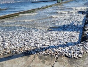 Yağışların artması, İzmir’de balık ölümlerini azaltır